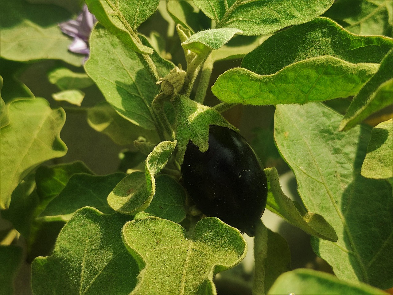 Brinjal