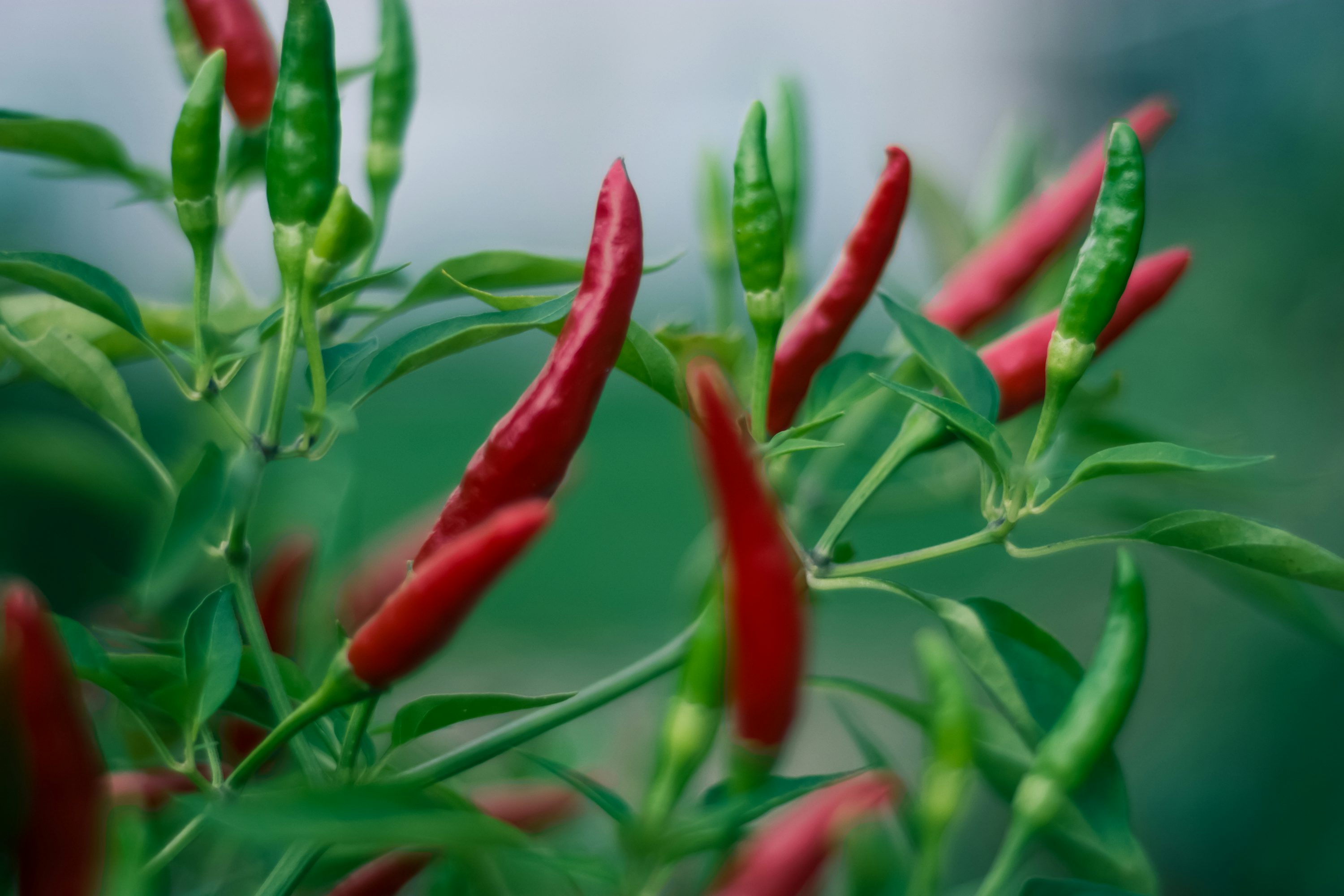 Chilli