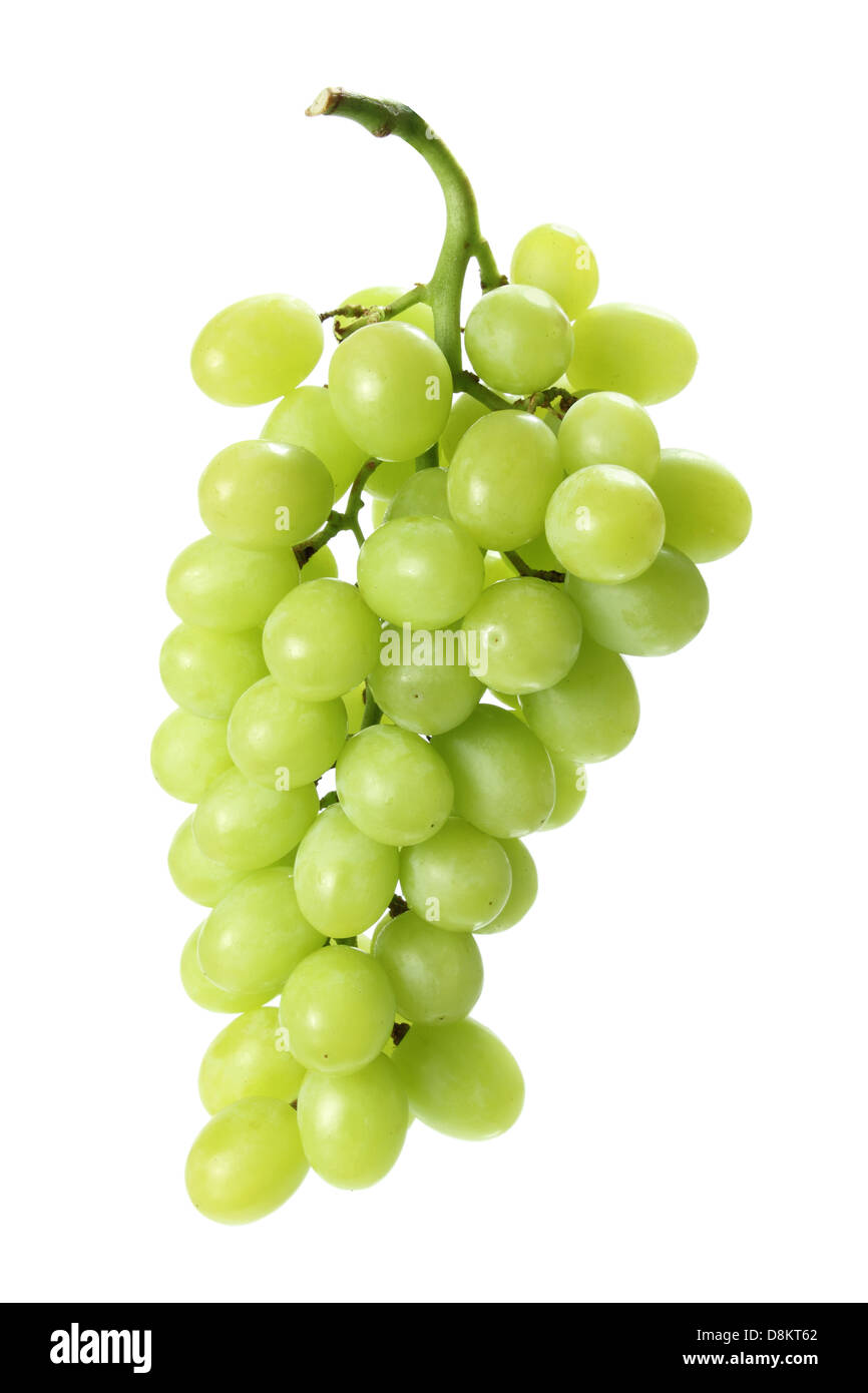 Successful Grape Harvest