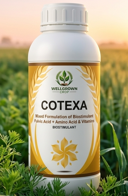 COTEXA