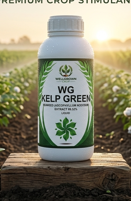 WG KELP GREEN