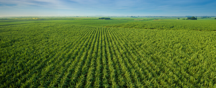 Sugar Cane