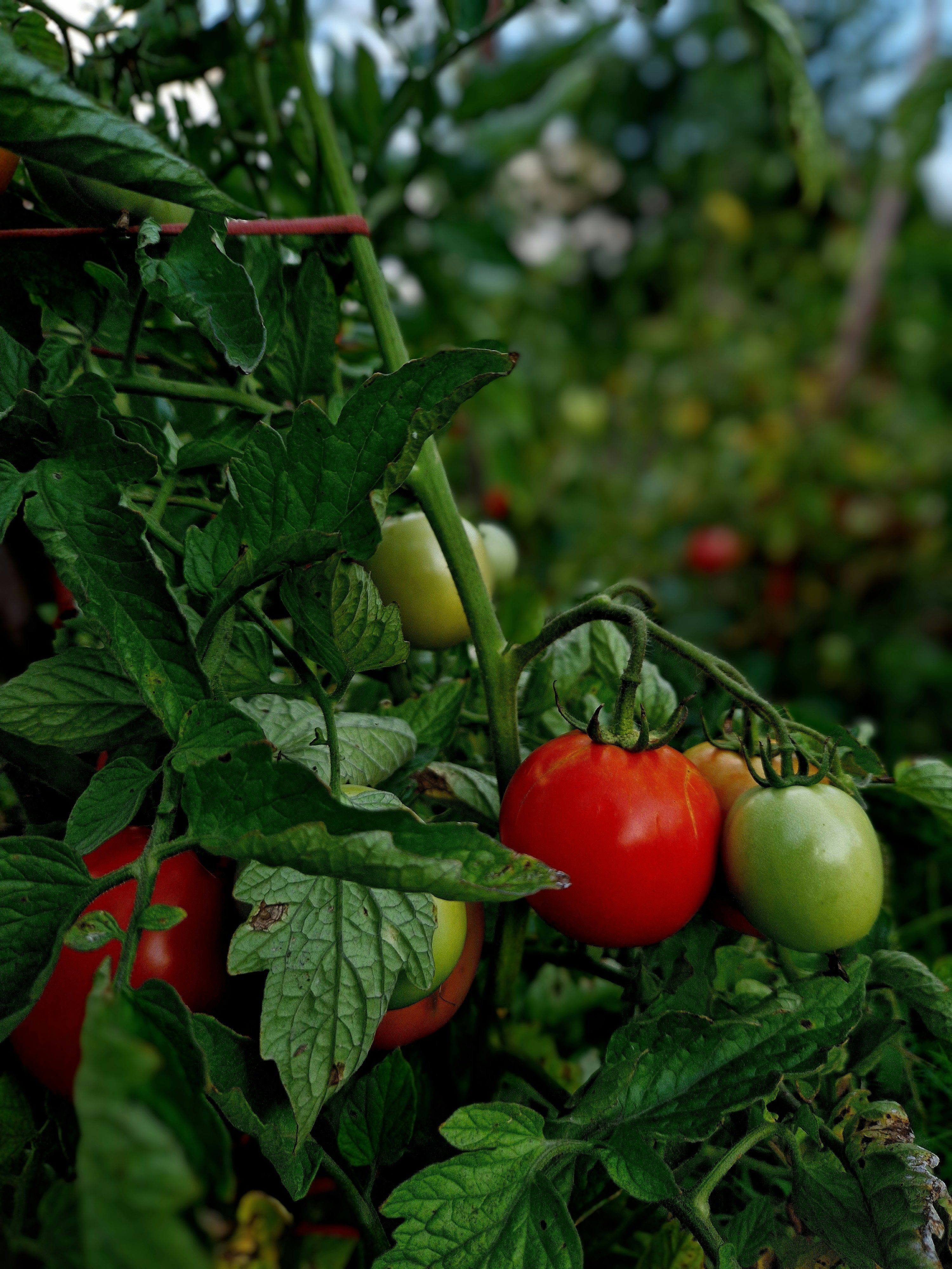 Tomato